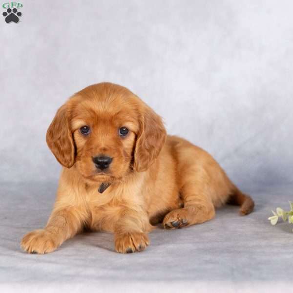 Shannon, Miniature Golden Retriever Puppy